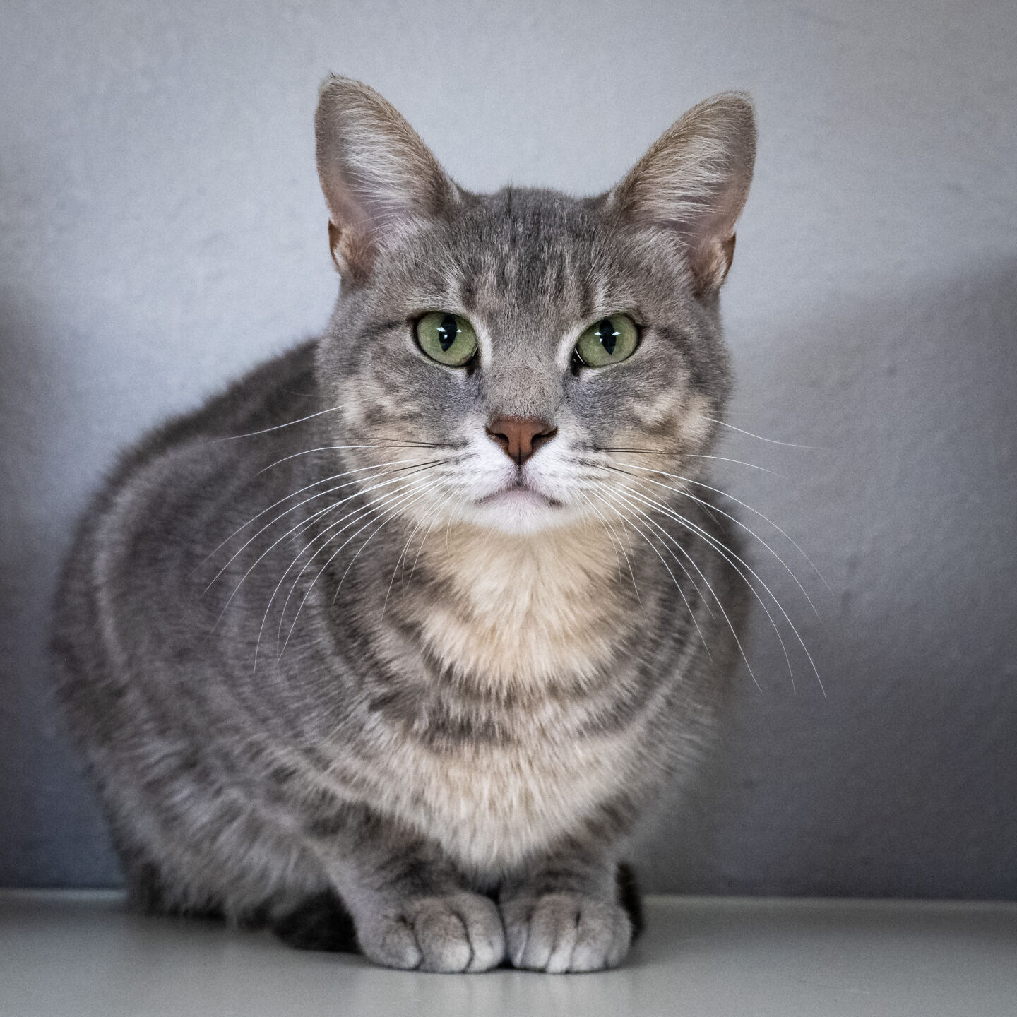 Stella